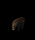 熊